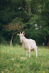 Naklejka premium White goat standing in green pasture looking