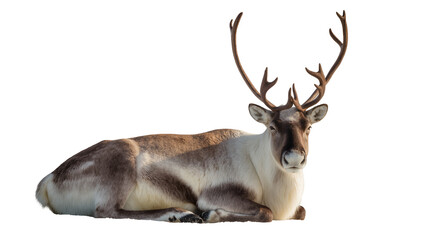 Reclining male reindeer with antlers and brown fur coat © Gabriela