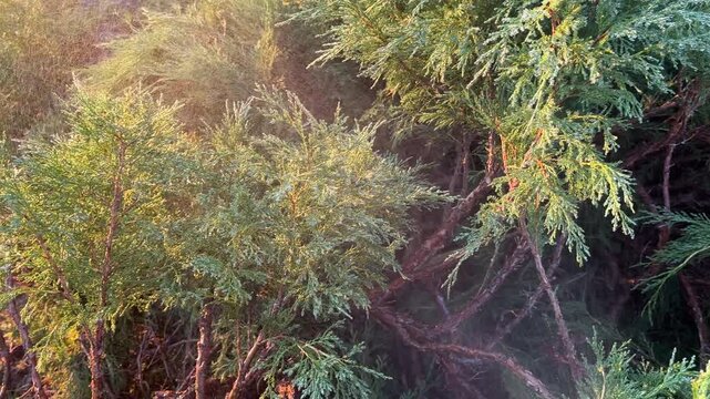 Watering juniper tree in the garden. Сonifer tree Watering on sunset. Drops on Green branch of juniper tree. Drops on Juniper bush during spray. Watering the Spruce ornamental trees on sunrise.