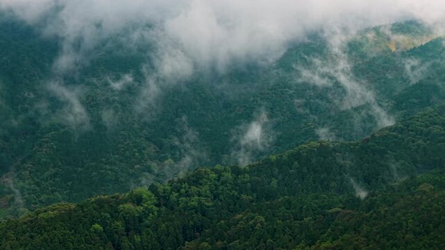 Aerial view of fog and dark green forest Rich natural ecosystem, rainforest in Alishan Mountain, Taiwan.