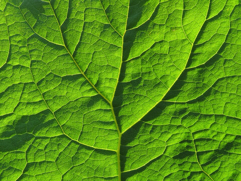 Blatt des Wilden Rhabarbers, Petasites hybridus, im Gegenlicht