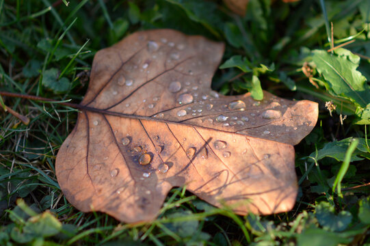 colorful fallen autumn leaf of tulip poplar tree with rain drops close up