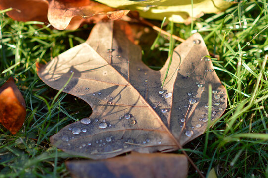 colorful fallen autumn leaf of tulip poplar tree with rain drops close up