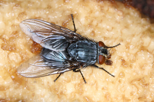 Blaue Schmei&szlig;fliege, Calliphora vicina