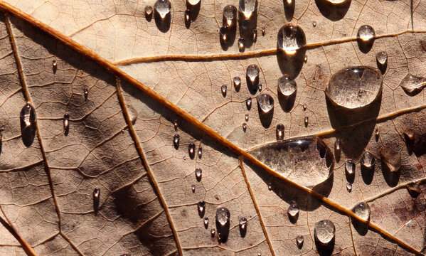 colorful fallen autumn leaf of tulip poplar tree with rain drops close up