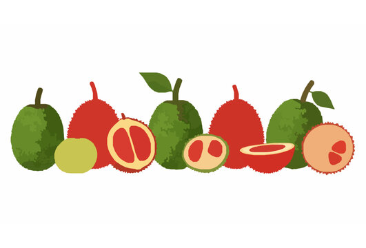 Flat Style Baby Jackfruit and Gac Fruit Collection Vector Set Isolated on White Background