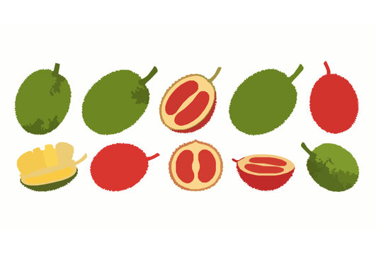 Flat Style Baby Jackfruit and Gac Fruit Collection Vector Set Isolated on White Background
