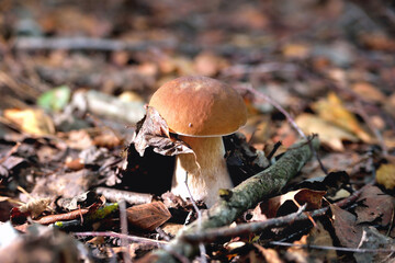 Fototapeta premium White mushroom in a clearing in a natural environment, autumn leaves, sun rays, selective focus