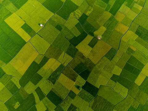 Aerial view of geometric patterns of lush green and golden rice fields create a stunning patchwork quilt across the landscape, Joypurhat, Rajshahi Division, Bangladesh.