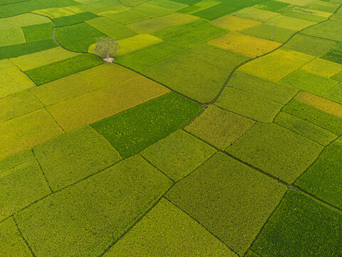 Aerial view of a patchwork of vibrant green and yellow fields, punctuated by a solitary tree, creating a serene landscape, Joypurhat, Rajshahi Division, Bangladesh.