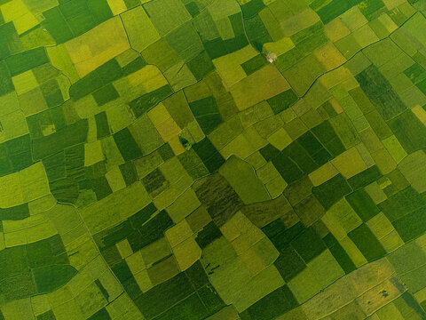 Aerial view of patchwork fields in vibrant greens and yellows create a beautiful mosaic of agricultural land, Joypurhat, Rajshahi Division, Bangladesh.
