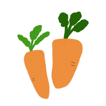 Fresh orange carrots with oil paint texture, cute vegetable vector illustration on white background, white outlines