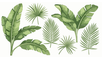 Watercolor banana leaf set – hand-drawn tropical rainforest foliage clipart © MstBabli