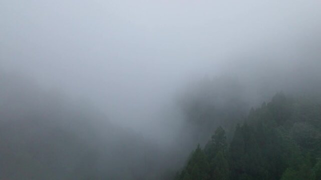 Aerial view of fog and dark green forest Rich natural ecosystem, rainforest in Alishan Mountain, Taiwan.