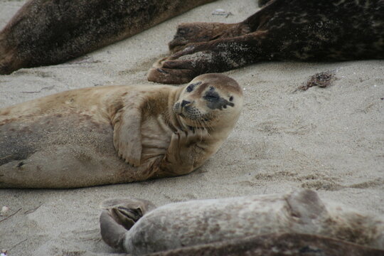 Seal Chillin