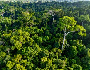 Obraz premium Lush green rainforest canopy from above, a vibrant ecosystem teeming with life
