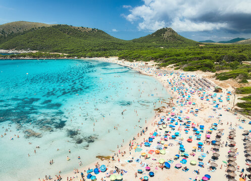 Aerial drone view of a crowded sandy beach with colorful umbrellas, turquoise sea, swimmers, green forest and mountains. Cala Agulla, Mallorca, Balearic Islands, Spain. Mediterranean summer vacation