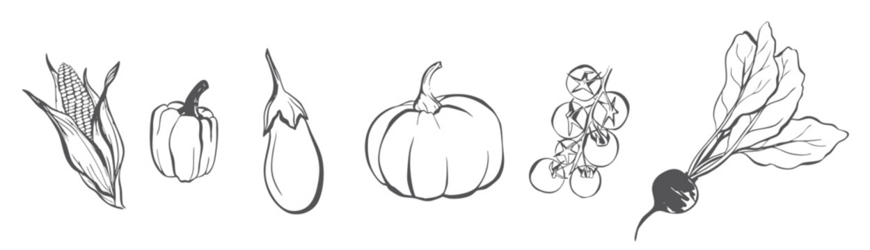 Hand Drawn Vegetable Line Art Illustration Set isoleted on transparent Background