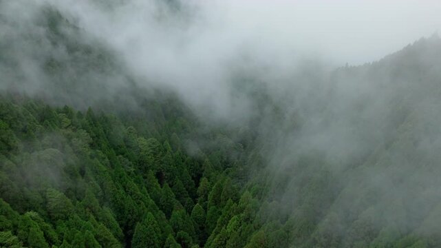 Aerial view of fog and dark green forest Rich natural ecosystem, rainforest in Alishan Mountain, Taiwan.