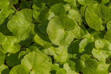 Obraz premium Close-up of lesser celandine (Ficaria verna) leaves forming a dense green carpet in early spring, showing smooth texture and vibrant color in natural woodland light