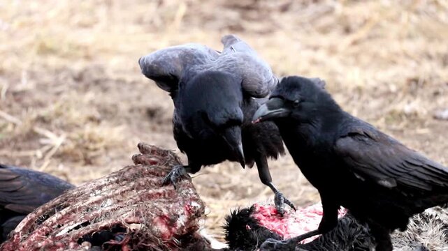 Three large ravens actively scavenge the remains of an animal carcass. They tear at the bones and meat on dry, sparse ground under daylight