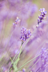 Naklejka premium Close-up of blooming lavender flowers in soft natural light