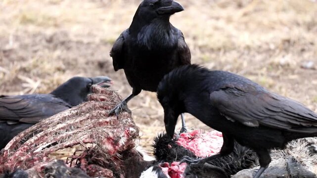Two ravens actively consume a large animal carcass. The birds pull at exposed flesh and bones from the remains. This feeding activity takes place outdoors on dry, sparse ground