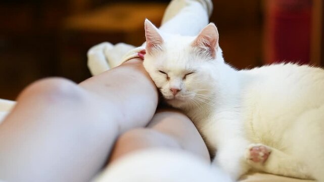 飼い主の足を枕にして眠る白い猫