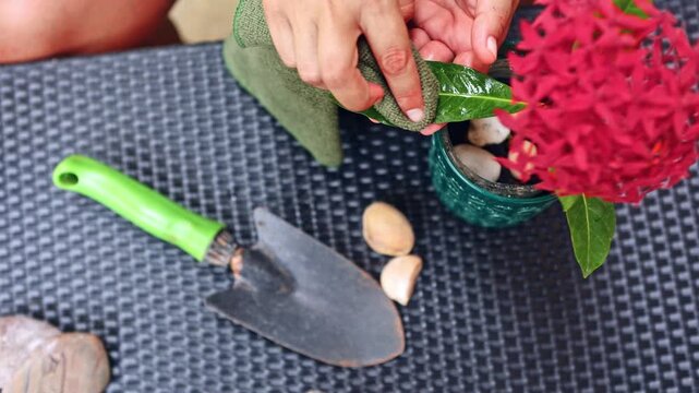 Person taking care of an ornamental plant at home