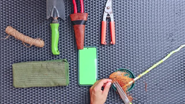 Person trimming plant roots with scissors using green screen phone