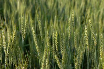 Fototapeta premium Green Wheat Ears Close-Up in Field