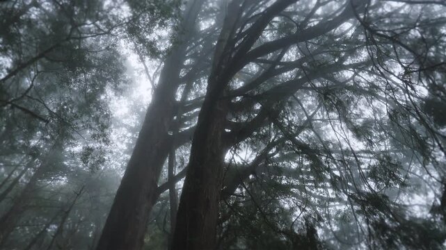Walking forest trail in Alishan Mountain, Taiwan.