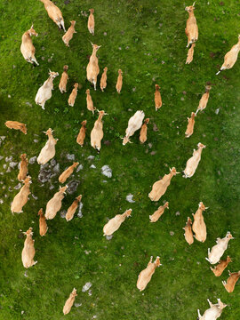 Aerial view of a herd of cows scattered across the lush green pasture, their varied coats creating a mosaic of earthy tones against the vibrant grass, Nasbinals, Occitanie, France.