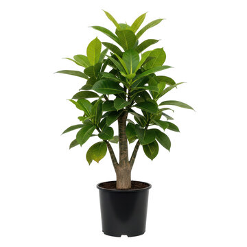 Potted green schefflera plant with lush foliage displayed prominently