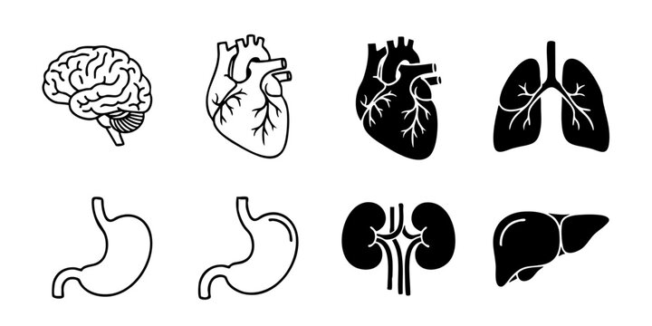 Anatomical illustration of human brain, heart, lungs, stomach, kidneys, and liver in medical context