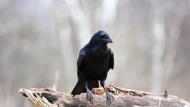 A lone raven sits on a rough, dead tree branch in a forest. The black bird looks to the left, showing its powerful beak and dark feathers. It is a quiet moment in nature
