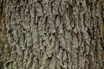 Obraz premium Oak Bark Texture Background – Rough Deep Grooved Tree Bark Surface