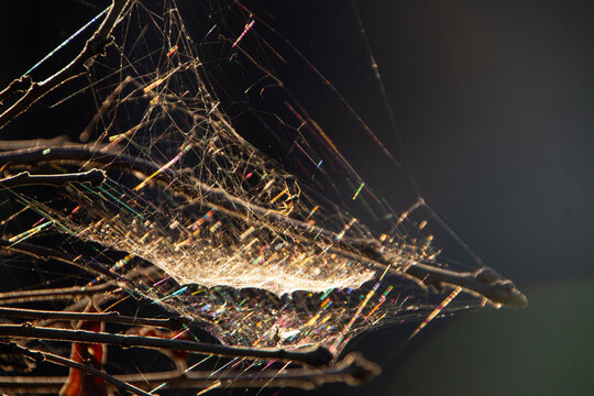 Spider and web with nature light prism, dark defocused background with copy space. 