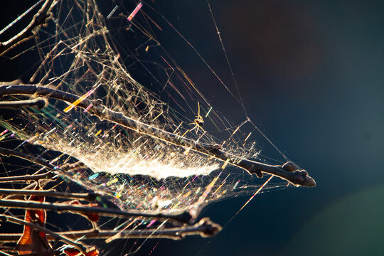 Spider and web with nature light prism, dark blue defocused background with copy space