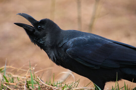 鳴いているハシブトガラス Cawing Large-billed Crow