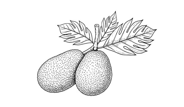 SEO Title:
Hand Drawn Breadfruit Jackfruit with Leaves Vector Sketch Botanical Line Art Isolated on White Background