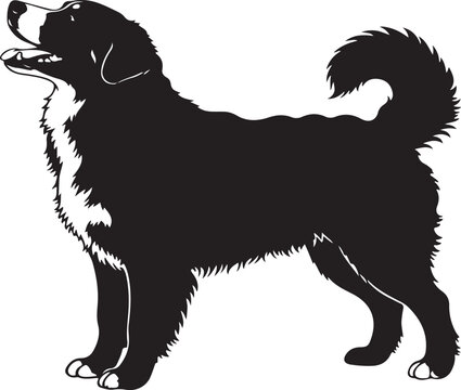 Alaskan Malamute dog in silhouette..