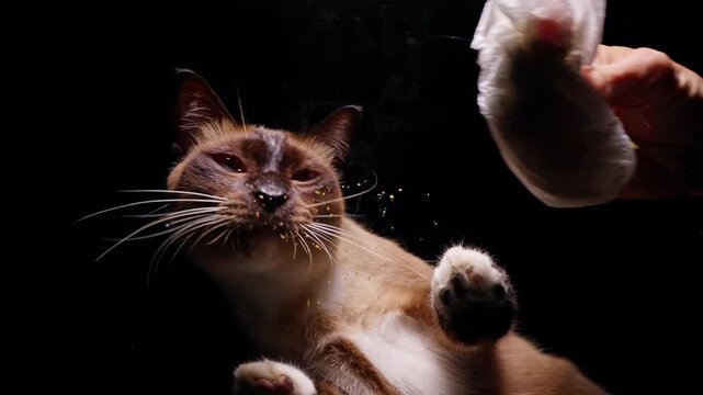 Curious Cat and Gentle Hand Cleaning Crumbs through Transparent Glass after Feeding, Bottom View in Slow Motion, Playful Domestic Mess and Pet Care