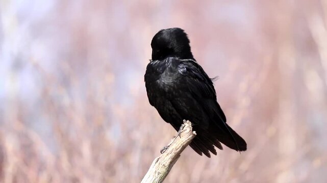 Black raven rests on a strong bare branch. Head is tucked low, preening dark feathers. Softly blurred background with muted natural colors indicates an outdoor habitat during daylight hours
