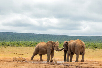 Fototapeta premium Elephant in Addo Elephant Safari Park