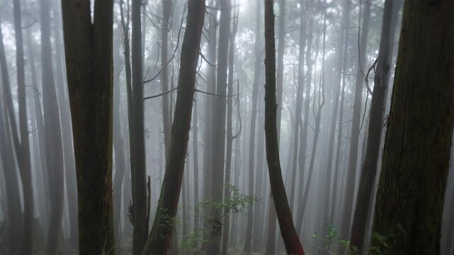 Scenic view of trees in forest during fog at Alishan mountain,Taiwan.