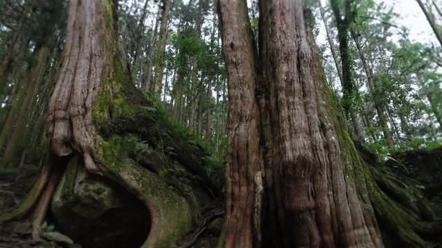 A giant tree embracing a rock