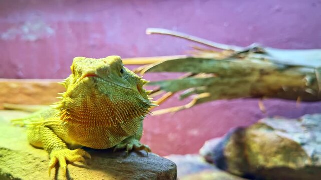 Bearded dragon (Pogona vitticeps) resting on rock inside terrarium, showing detailed scales, triangular head and spiny beard under warm lighting, close shot with slow panning.