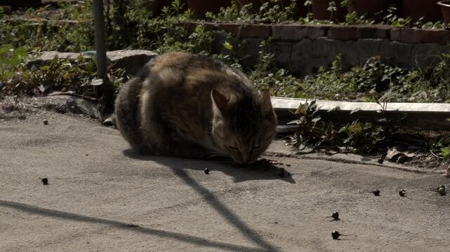 Stray Tortoiseshell Tabby Cat Eating on Pavement at Suzhou Xiyuan Temple (Jiangsu, China)