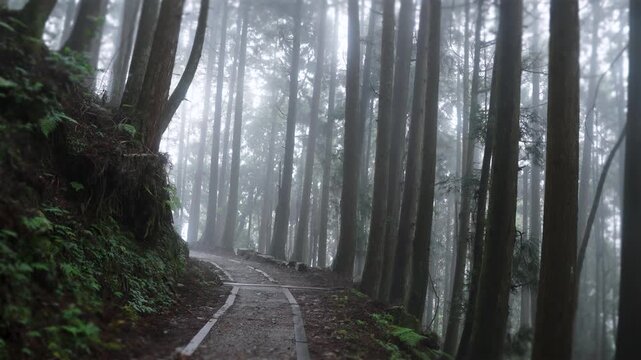 Walking forest trail in Alishan Mountain, Taiwan.